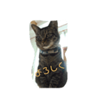 驚いた猫（個別スタンプ：5）