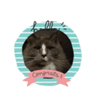 驚いた猫（個別スタンプ：8）