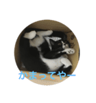 猫 あおとあんず 3（個別スタンプ：1）