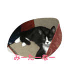 猫 あおとあんず 3（個別スタンプ：2）