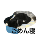 猫 あおとあんず 3（個別スタンプ：3）