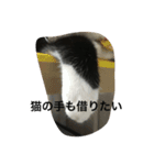猫 あおとあんず 3（個別スタンプ：4）