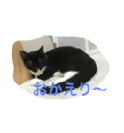 猫 あおとあんず 3（個別スタンプ：6）