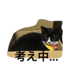 猫 あおとあんず 3（個別スタンプ：7）