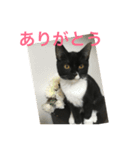 猫 あおとあんず 3（個別スタンプ：8）
