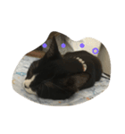 猫 あおとあんず 3（個別スタンプ：9）