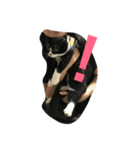 猫 あおとあんず 3（個別スタンプ：10）