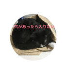 猫 あおとあんず 3（個別スタンプ：11）