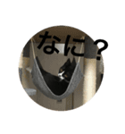 猫 あおとあんず 3（個別スタンプ：13）