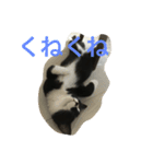 猫 あおとあんず 3（個別スタンプ：14）
