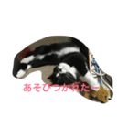 猫 あおとあんず 3（個別スタンプ：15）