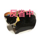 あおとあんず。猫。漢字。（個別スタンプ：1）