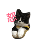 あおとあんず。猫。漢字。（個別スタンプ：3）