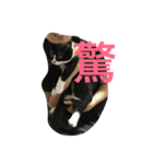 あおとあんず。猫。漢字。（個別スタンプ：4）