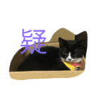 あおとあんず。猫。漢字。（個別スタンプ：5）