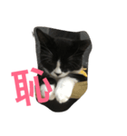 あおとあんず。猫。漢字。（個別スタンプ：6）