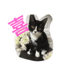 あおとあんず。猫。漢字。（個別スタンプ：7）