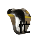 あおとあんず。猫。漢字。（個別スタンプ：8）