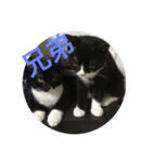 あおとあんず。猫。漢字。（個別スタンプ：10）