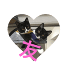 あおとあんず。猫。漢字。（個別スタンプ：11）