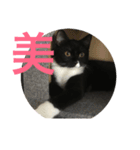 あおとあんず。猫。漢字。（個別スタンプ：12）