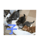 あおとあんず。猫。漢字。（個別スタンプ：13）