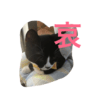 あおとあんず。猫。漢字。（個別スタンプ：14）