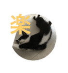 あおとあんず。猫。漢字。（個別スタンプ：15）