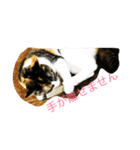 やる気のないうちのねこ（個別スタンプ：2）