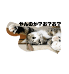 やる気のないうちのねこ（個別スタンプ：3）