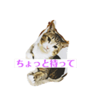 やる気のないうちのねこ（個別スタンプ：4）