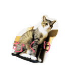 やる気のないうちのねこ（個別スタンプ：6）