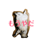 やる気のないうちのねこ（個別スタンプ：7）