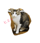 やる気のないうちのねこ（個別スタンプ：8）