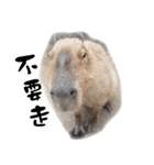 カビバラさん-3（個別スタンプ：1）