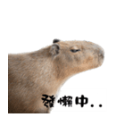 カビバラさん-3（個別スタンプ：10）