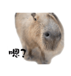 カビバラさん-3（個別スタンプ：12）