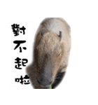 カビバラさん-3（個別スタンプ：13）