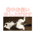 敬語(ΦωΦ)猫（個別スタンプ：1）