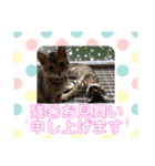敬語(ΦωΦ)猫（個別スタンプ：2）