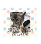 敬語(ΦωΦ)猫（個別スタンプ：3）