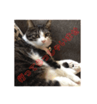 敬語(ΦωΦ)猫（個別スタンプ：4）