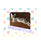 敬語(ΦωΦ)猫（個別スタンプ：5）
