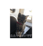 敬語(ΦωΦ)猫（個別スタンプ：6）