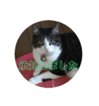 敬語(ΦωΦ)猫（個別スタンプ：7）