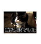 敬語(ΦωΦ)猫（個別スタンプ：8）