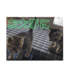 敬語(ΦωΦ)猫（個別スタンプ：9）