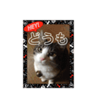 敬語(ΦωΦ)猫（個別スタンプ：10）