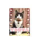 敬語(ΦωΦ)猫（個別スタンプ：11）