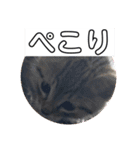 敬語(ΦωΦ)猫（個別スタンプ：12）